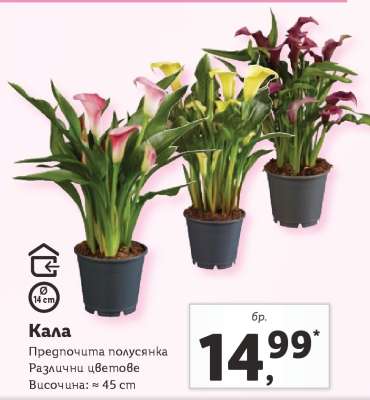 Кала