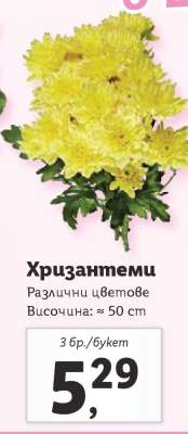 Хризантеми