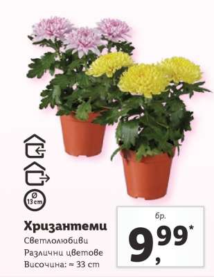 Хризантеми