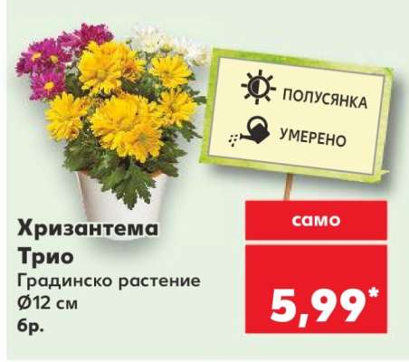 Хризантема Трио