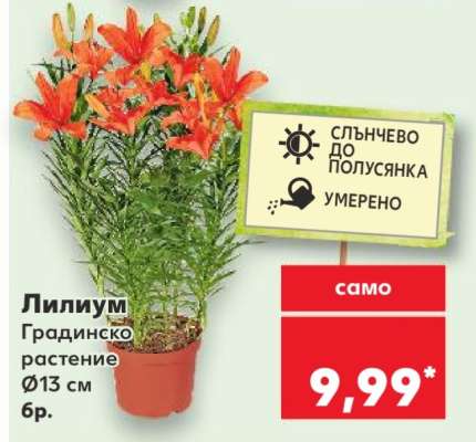 Лилиум