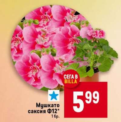 Мушкато саксия Ф12