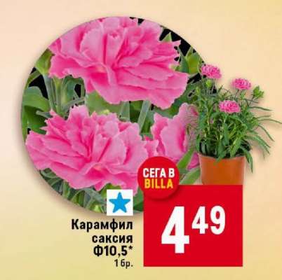 Карамфил саксия Ф10,5