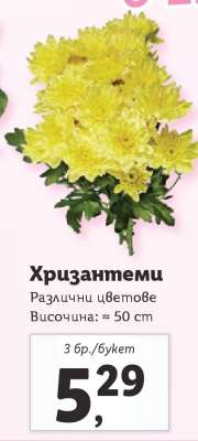 Хризантеми