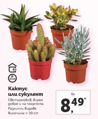 Кактус или сукулент