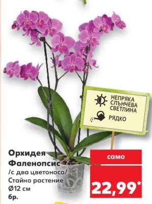 Орхидея Фаленопсис