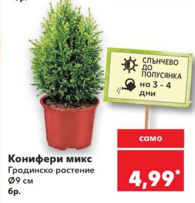 Конифери микс