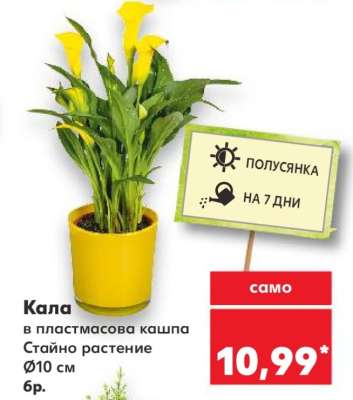 Кала