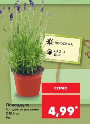 Лавандула