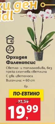 Орхидея Фаленопсис