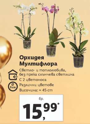 Орхидея Мултифлора