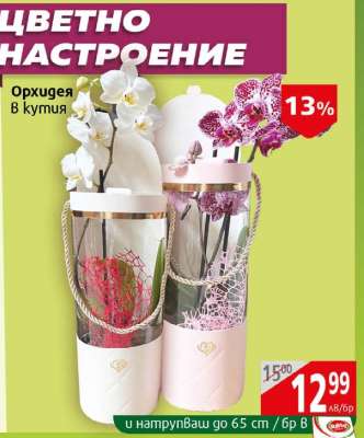Орхидея в кутия
