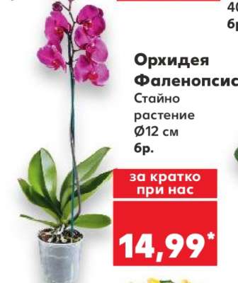 Орхидея Фаленопсис
