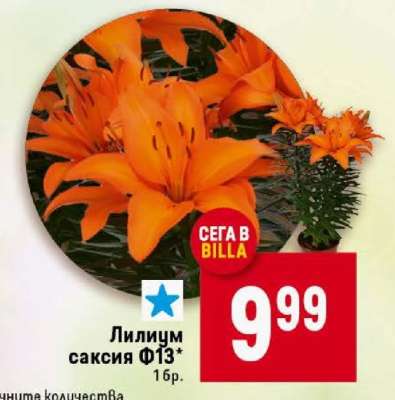 Лилиум саксия Ф13