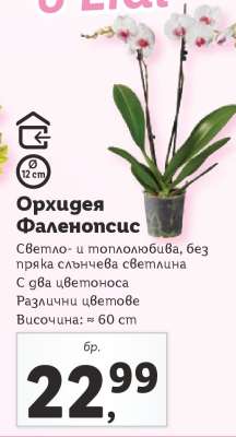 Орхидея Фаленопсис