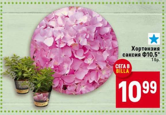 Хортензия саксия Ф10,5*