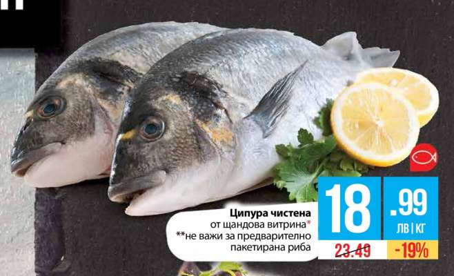 Ципура чистена