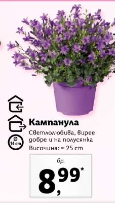 Кампанула