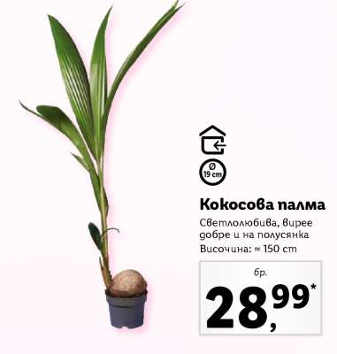 Кокосова палма