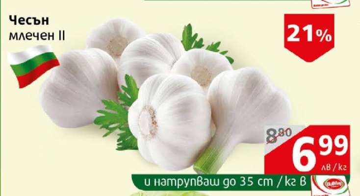 Чесън млечен II