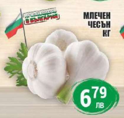 Млечен чесън