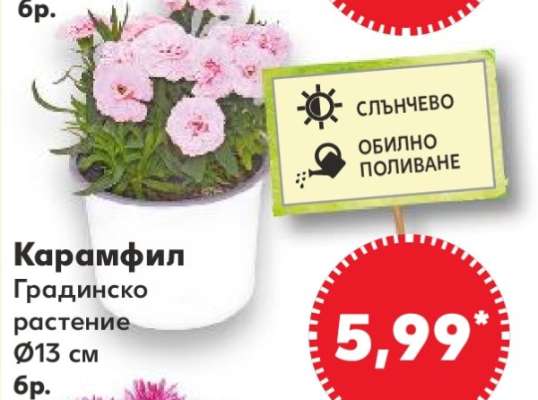 Карамфил