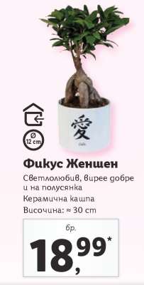 Фикус Женшен