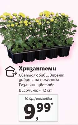 Хризантеми