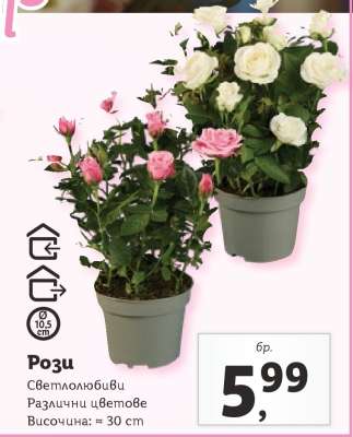 Рози