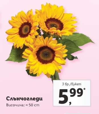 Слънчогледи