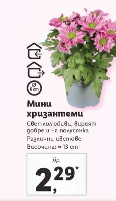 Мини хризантеми