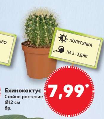 Ехинокактус