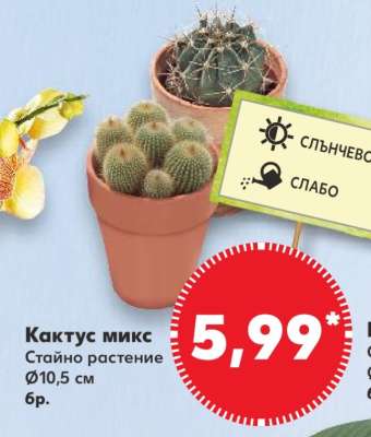 Кактус микс