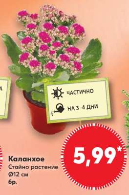 Каланхое