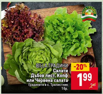 Салати Дъбов лист, Конф или Червена салата