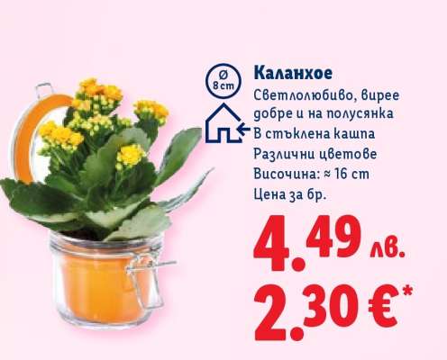 Каланхое