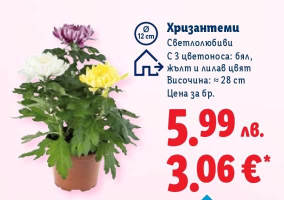 Хризантеми