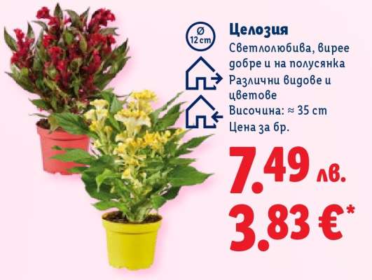 Целозия