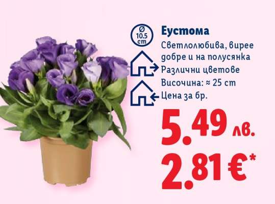 Еустома