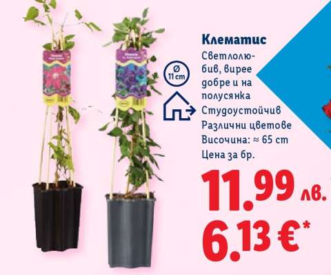 Клематис