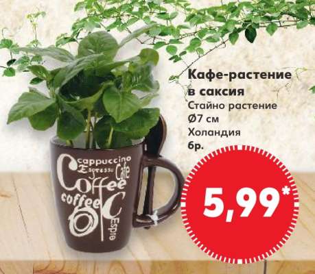 Кафе-растение в саксия