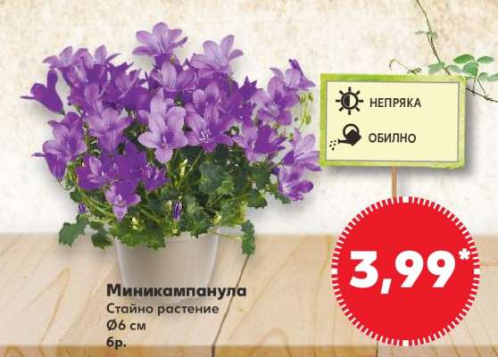 Миникампанула