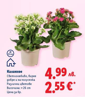 Каланхое