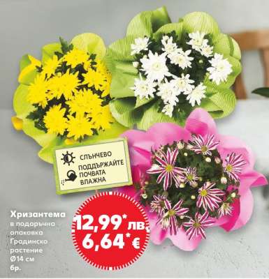 Хризантема