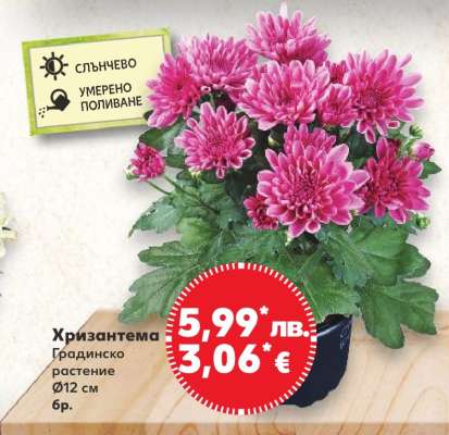 Хризантема