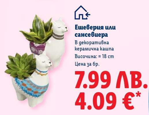 Ешеверия или сансевиера