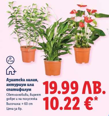 Азиатска лилия, антуриум или спатифилум