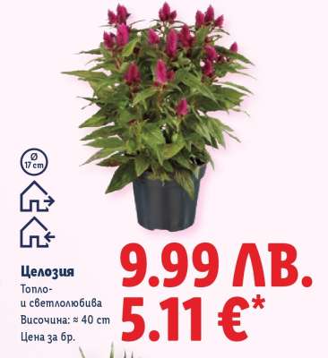 Целозия