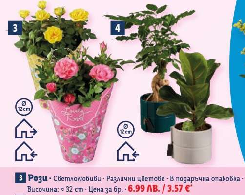 Рози