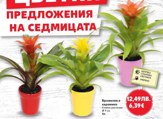 Бромелия в керамика